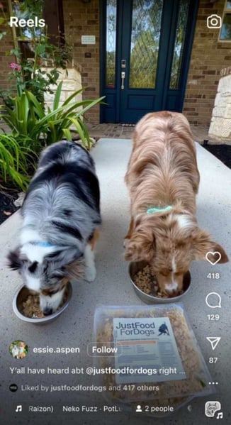 pet influencer marketing example on instagram